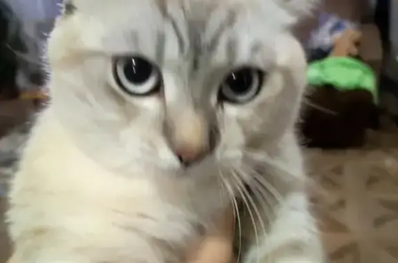 Потерянные животные Селиваниха, фото: Пропал кот, Лазурная ул., Селиваниха