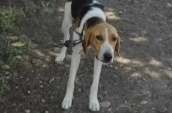 Собаки потеряшки, Краснодар, фото: Потеряшка собака, ул. Жукова, 279