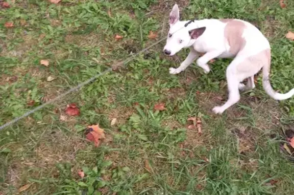 Найдена собака, Солдатово, фото: Найдена собака у въезда в Гвардейск, Лесная ул.