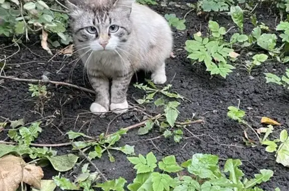 Кошка найдена, Краснопутиловская ул.