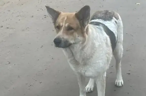 Собака найдена: Ям-Тёсовское СП, 41А-004