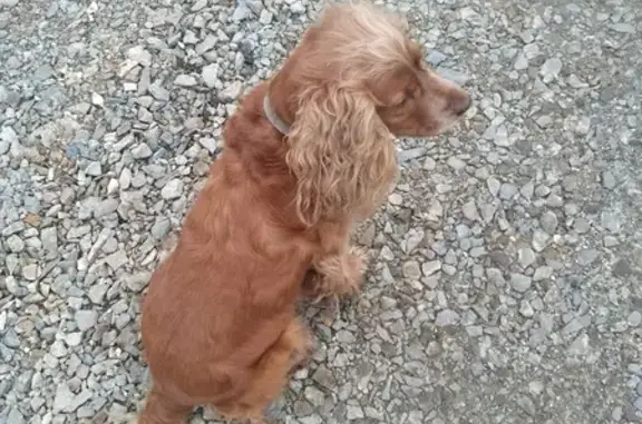 Найдена собака, Алферово, фото: Собака найдена: Полевой пер. 9, Алфёрово