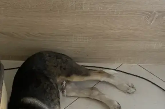 Найдена собака, , фото: Собака найдена: Русская ул., 100