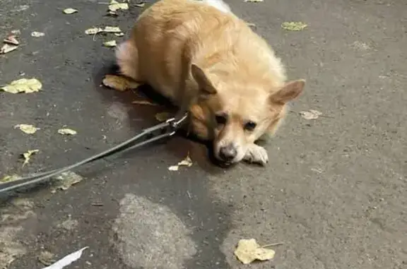 Собака найдена на ул. Свободы, Москва