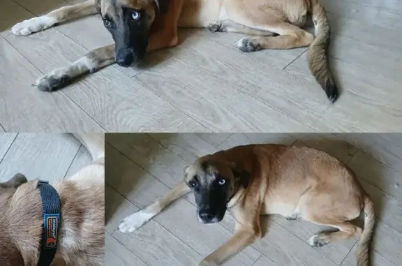 Найдена собака, Тбилиси, фото: Собака найдена на Жгенти, 1, Тбилиси