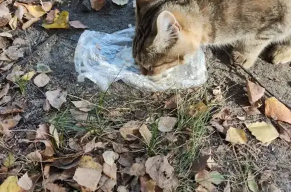 Найденные животные Ливны, фото: Кошка найдена у дома 207, ул. Мира, Ливны