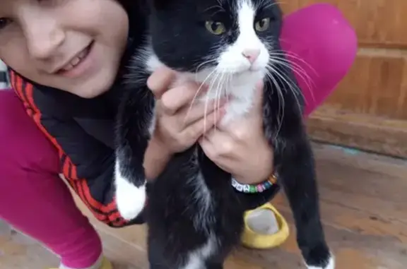 Найдена кошка, Приволжское, фото: Кошка найдена: Дорожная ул., 3/1