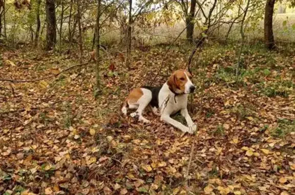 Пропала собака в Фоминском, МО