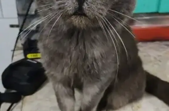 Потерянные животные Пенза, фото: Кот найден: Инициативная, 14, Пенза