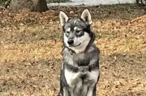 Собаки потеряшки, село Лопатино, фото: Потеряшка собака в селе Лопатино, 29Н-435