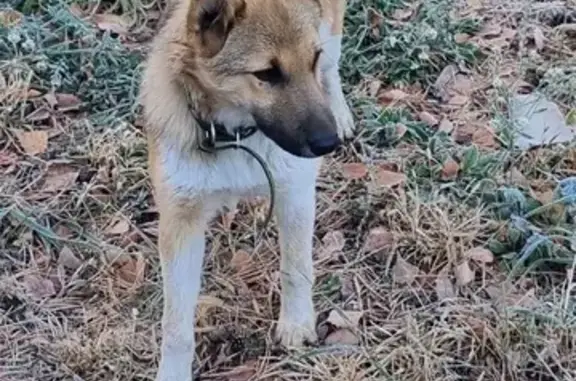 Собака найдена у КОМЗа, Казань