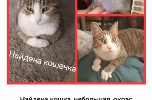 Найдена кошка, ул. Куйбышева, 4, НН