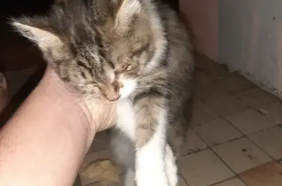 Найдена кошка, Вострянское, фото: Котёнок найден в Московской области