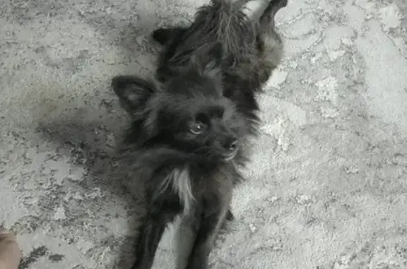 Шпиц найден, Падь Мельничная, Иркутск