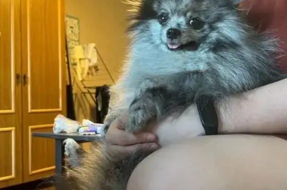 Собаки потеряшки, Пенза, фото: Потеряшка собака, ул. Калинина, 102, Пенза