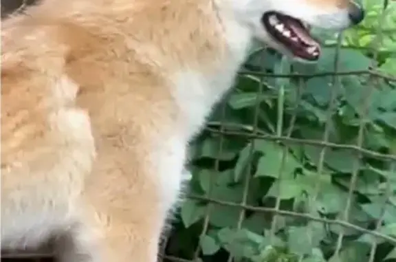 Собаки потеряшки, , фото: Потеряшкаи собаки: Вторая танковая дорога