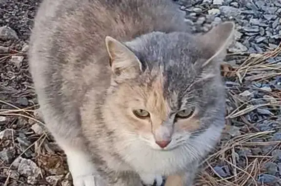 Найдена кошка, Чалнинское, фото: Кошка найдена в СНТ Мотор Падозеро 28 км
