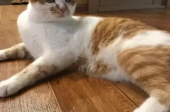 Потерянные животные Пенза, фото: Пропала кошка, ул. Пушанина, 36, Пенза