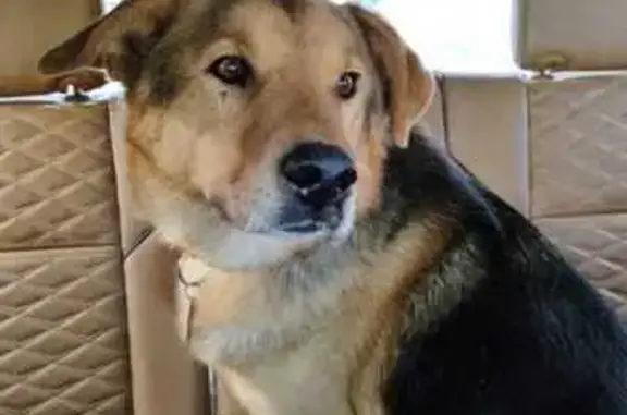 Собаки потеряшки, , фото: Потеряшка собака, Московская область