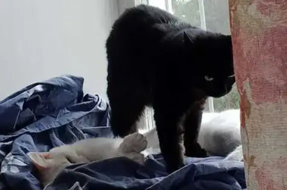 Кошки потеряшки, Мамонское, фото: Потеряшка кошка в Мамонском, Иркутская обл.