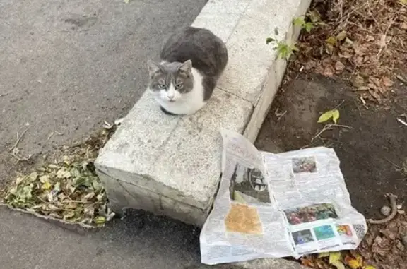 Красивая кошка найдена на Неделина, 15 к1