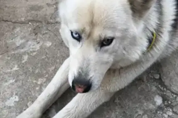 Пропала хаски, Подольск, д. Валищево