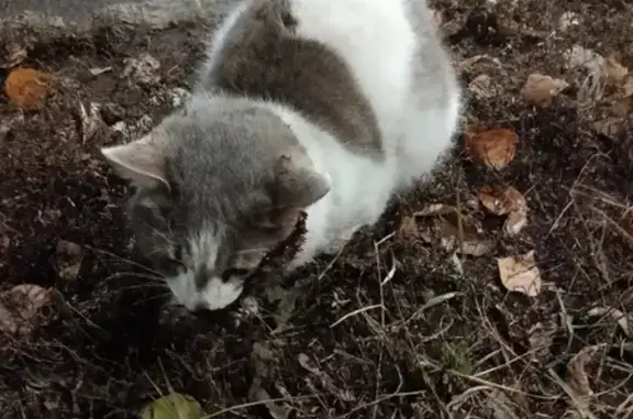 Кошка найдена, ул. Гаскарова, Уфа