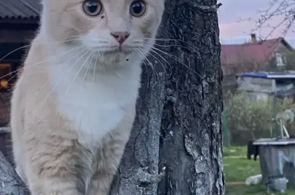 Пропала кошка, ул. Свободы, 5, Стрельна