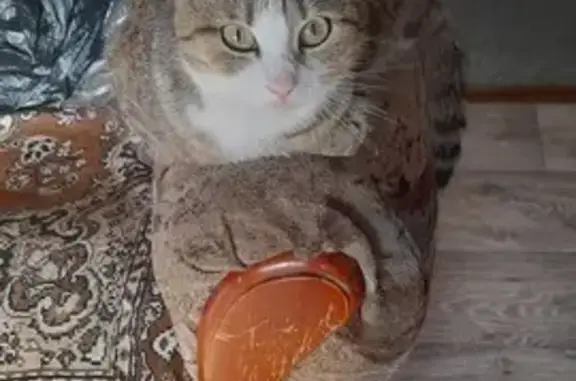 Кошки потеряшки, Волгоград, фото: Потеряшка кошка, Волгоград, частный дом