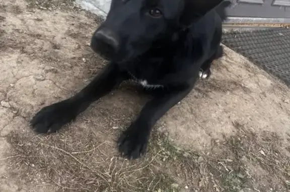 Найдена собака, , фото: Собака найдена в Ивачево, Аксёново