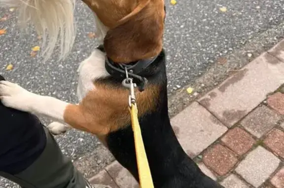 Найдена собака, Колтушское, фото: Собака найдена: Счастливая ул., Колтуши