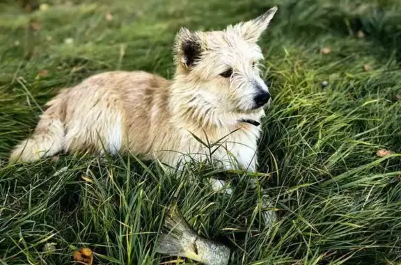 Пропала собака, Советская ул., Кузнецово