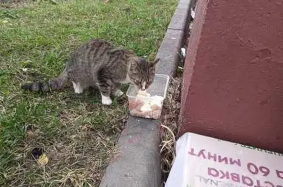 Кошка найдена, ул. Академика Бармина, Москва