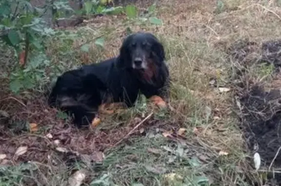 Собаки потеряшки, Солдатское, фото: Потеряшка собака, Строительная ул., Солдатское