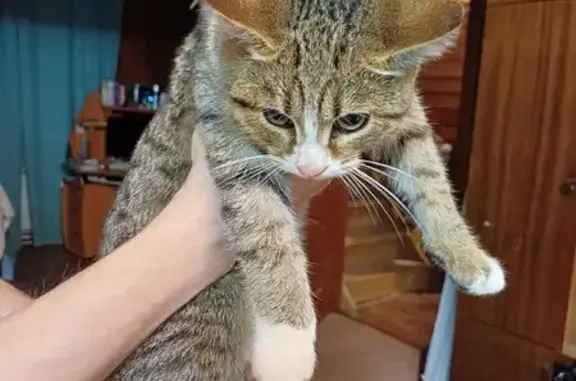Найдена кошка, , фото: Кошка найдена у д. 3, Лазоревый пер., Ижевск