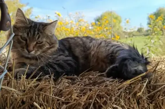 Пропала кошка, Заозёрье, МО