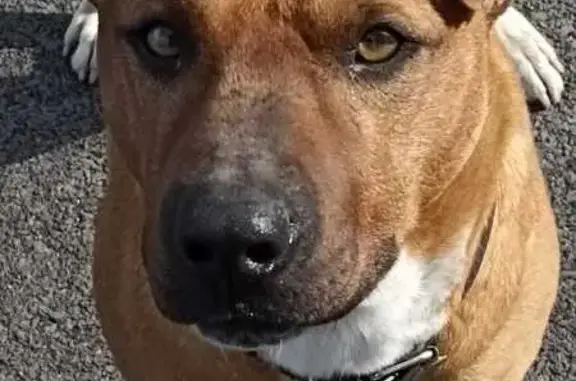 Собаки потеряшки, , фото: Потеряшка собака, ул. Пушкина, Змейка