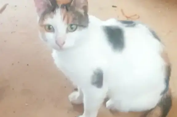 Кошка найдена, Ивакино, 46К-1550