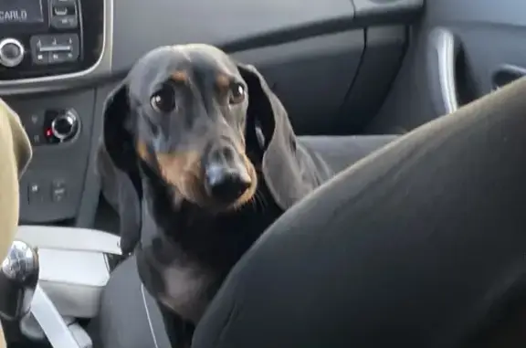 Найдена собака, Северный, фото: Найдена такса, Садовая ул. 7, Северный