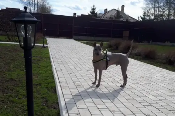 Пропала собака в Арнеево, МО