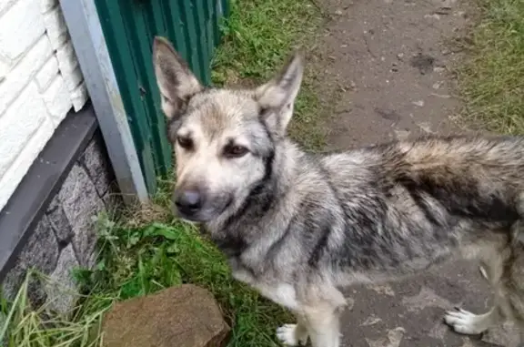 Собака найдена на Береговой улице