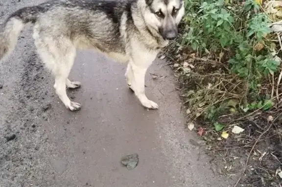 Найдена собака в Русавкино-Романово, МО