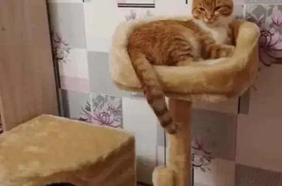 Кошки потеряшки, Сафоново, фото: Потеряшка кошка, Ленинградская 11А, Сафоново