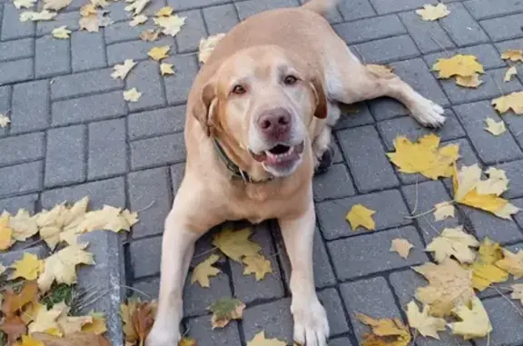 Найденные животные Курск, фото: Собака найдена, ул. 50 лет Октября, Курск