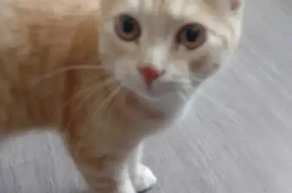 Кошки потеряшки, Тамбов, фото: Потеряшка кошка, Пушкарская, Тамбов