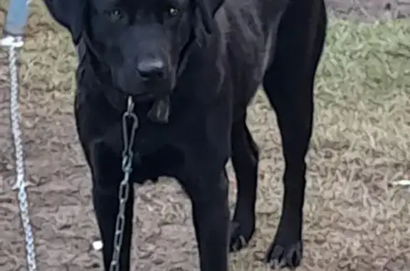 Найдена собака, , фото: Лабрадор найден на пр. 70 лет Октября, 116