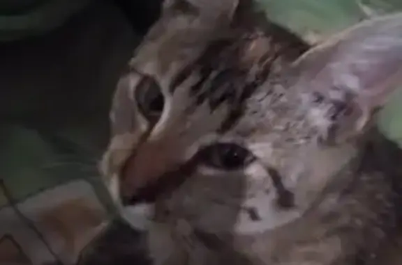 Найдена кошка, Заволжское, фото: Кошка найдена на Красноборской, 1а