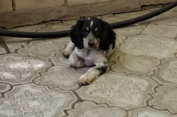 Собаки потеряшки, Кумылженская, фото: Потеряшка собака, Чехова, Кумылженская