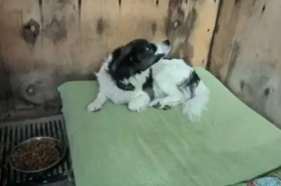 Найдена собака, , фото: Найдена собака на ул. Губкина, Муравленко