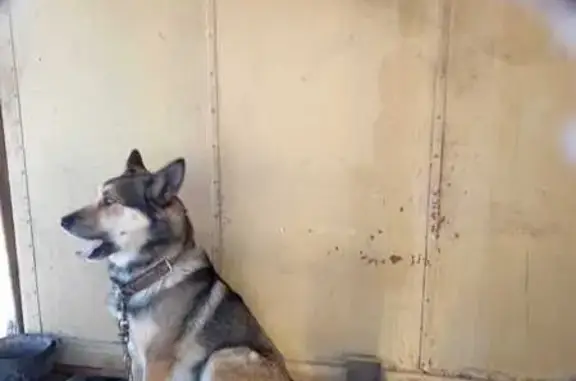 Собаки потеряшки, , фото: Потеряшка собака, ДНП Майминское